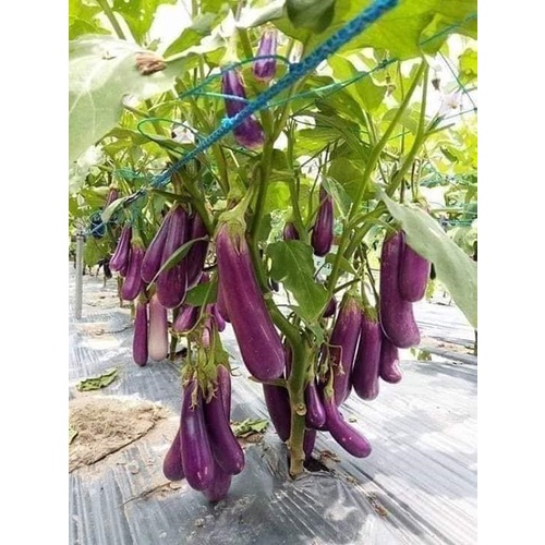 CÂY GIỐNG CÀ TÍM GHÉP # MUA 10 CÂY TẶNG 1 CÂY CÙNG LOẠI_KÈM PHÂN BÓN HỮU CƠ TAN CHẬM CÁ HỒI NAUY