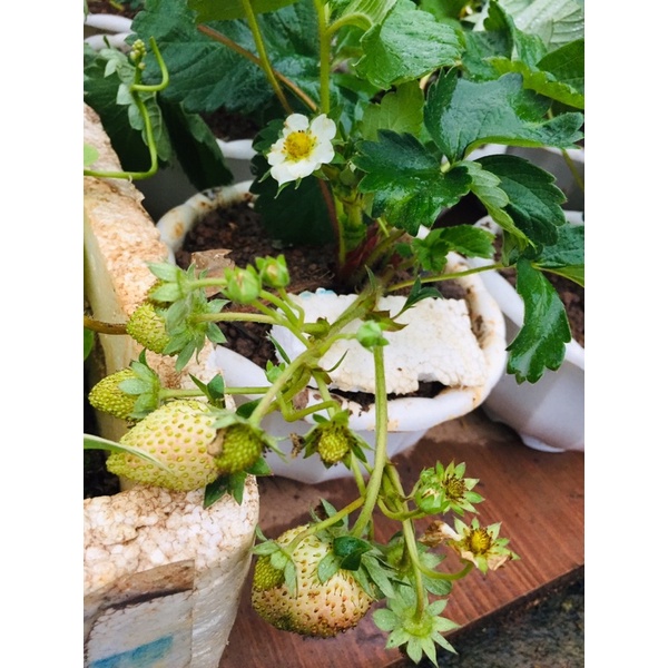 Phân bón lá Đầu Trâu 701