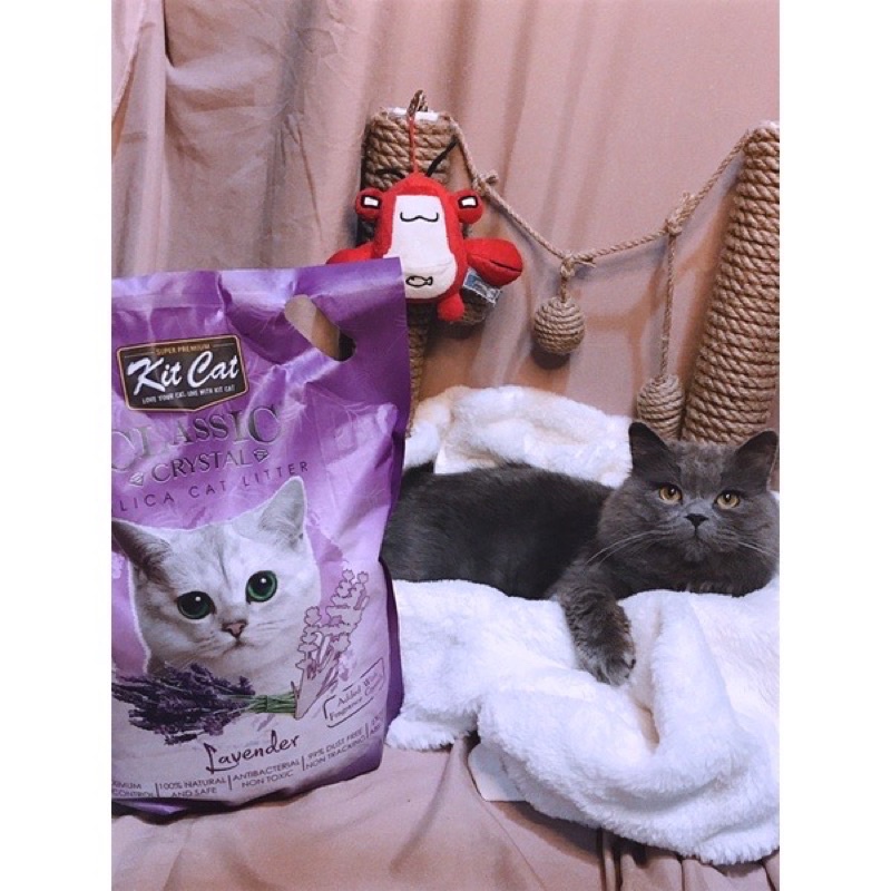 [ 5L ]  Cát Thuỷ Tinh KitCat Cho Mèo