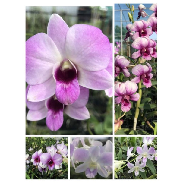 Denro màu giống màu mới