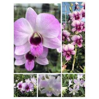 Denro màu giống màu mới