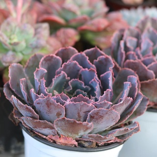 Sen đá bắp cải tím | Aurora Purple siêu đẹp, sen đá sưu tầm
