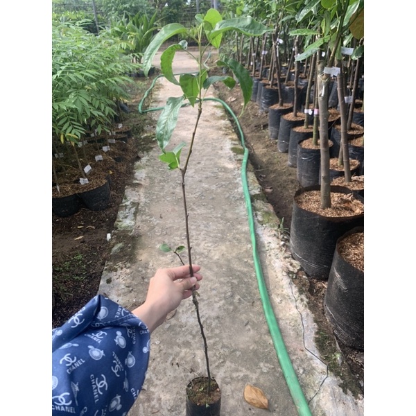 Cây giống Lê vàng