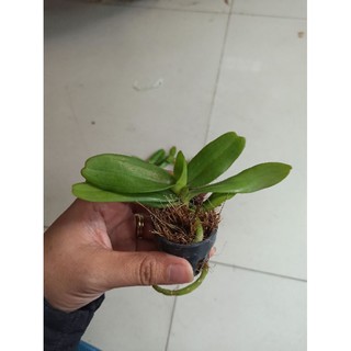 Hoa lan hoàng nhạn thái