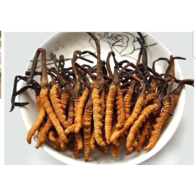 Đông Trùng Hạ Thảo Hàn Quốc – Nguyên Con