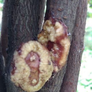 Keo liền sẹo cây