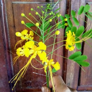 2 cây giống hoa phượng vàng