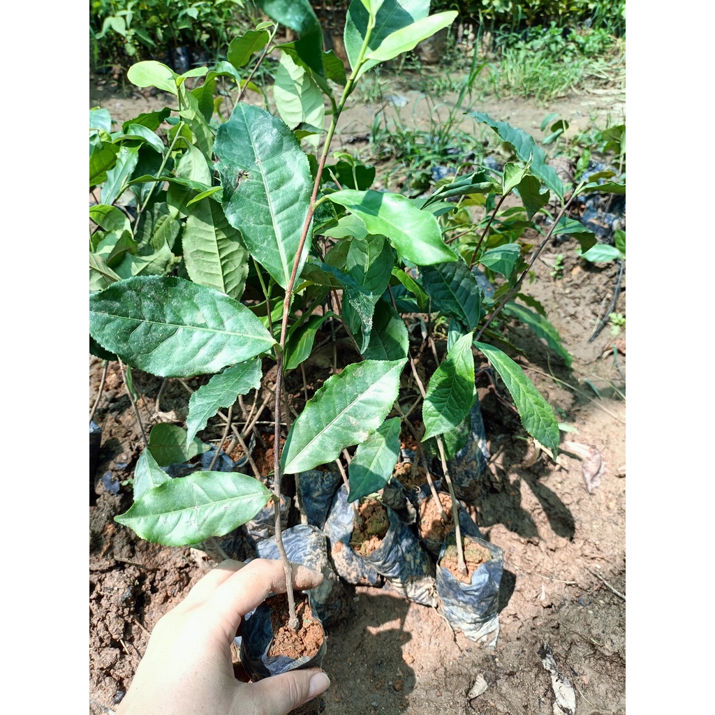 Cây chè shan tuyết giống