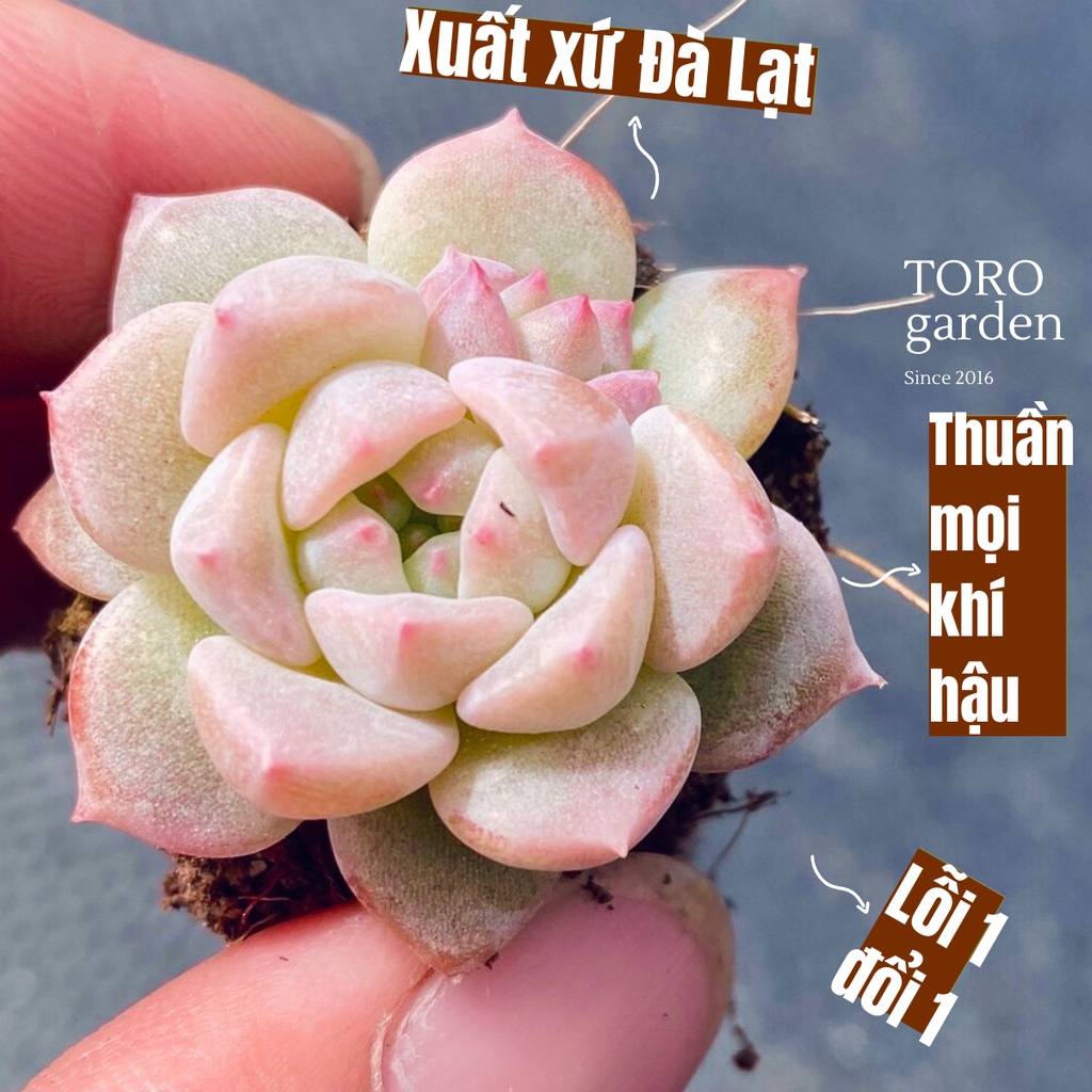 SEN ĐÁ DÙ HỒNG ĐÀ LẠT SIZE MINI, SIÊU KHOẺ ĐẸP, THUẦN MỌI KHÍ HẬU, HƯ 1 ĐỔI 1