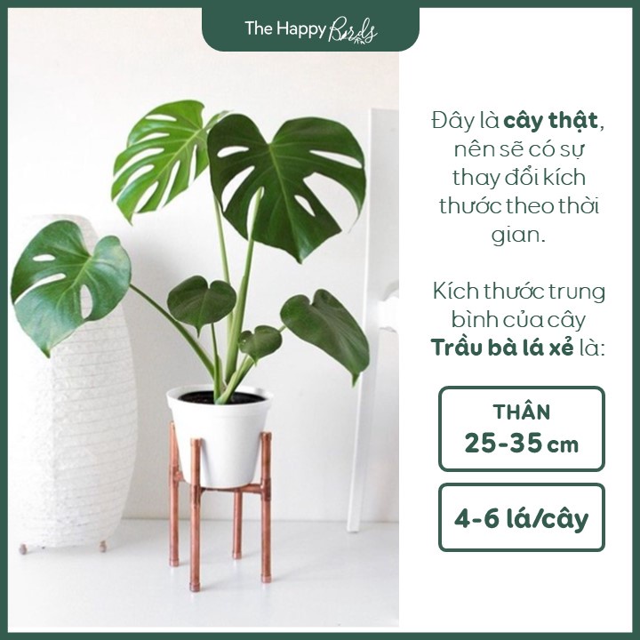 Trầu bà lá xẻ monstera deli Nam Mỹ thân cao 30-45 cm cây nội thất trồng trong nhà ship hỏa tốc Hà Nội - The Happy Birds