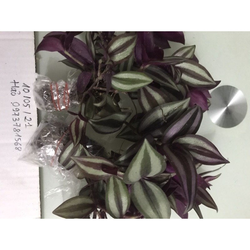 Combo 10 cây thài lài tía