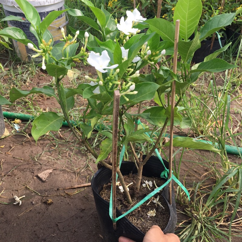 Cây ngọc bút (nhài tây ) trồng bịch đen cao 25-30 cm đã có hoa và nụ thích hợp trang trí sân vườn