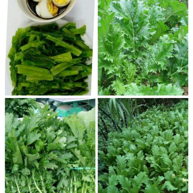 HẠT_GIỐNG_RAU_CẢI_MÈO