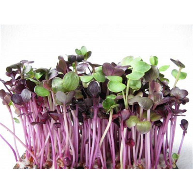 [GIÁ GỐC] Hạt giống rau mầm cải ngọt đỏ - 20 gram