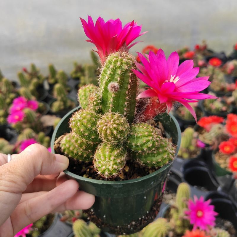 Sale 50%- Xương rồng Echi chamaecereus sai hoa , nhiều màu, chậu  to 7cm
