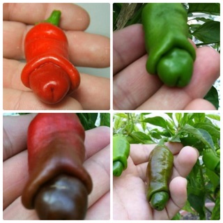 Hạt giống Ớt cu tí