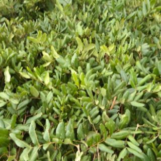 Cây nhãn xuồng cơm vàng hạt tiêu