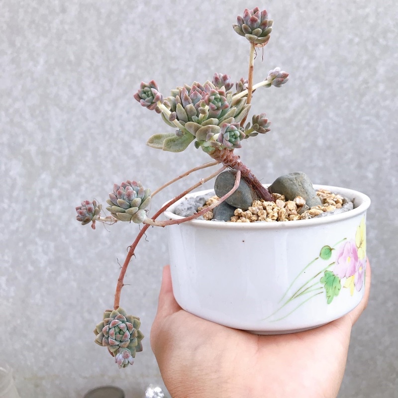 Chậu dáng chén bát trồng sen đá size trung (9-12cm) P1