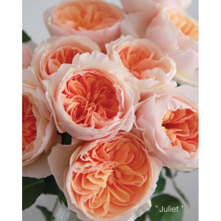 Combo 3 cây hoa hồng juliet_tặng kích rễ