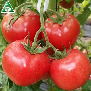 Cà chua F1 siêu kháng bệnh PN-209 0.1gr THƠM NGON DỄ TRỒNG