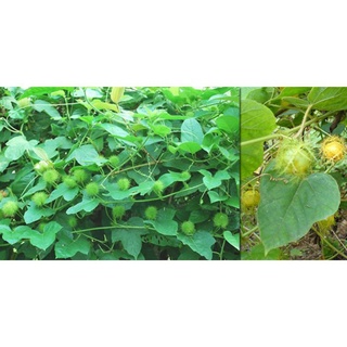 Cây chùm bao/cây lạc tiên ( 100g khô)