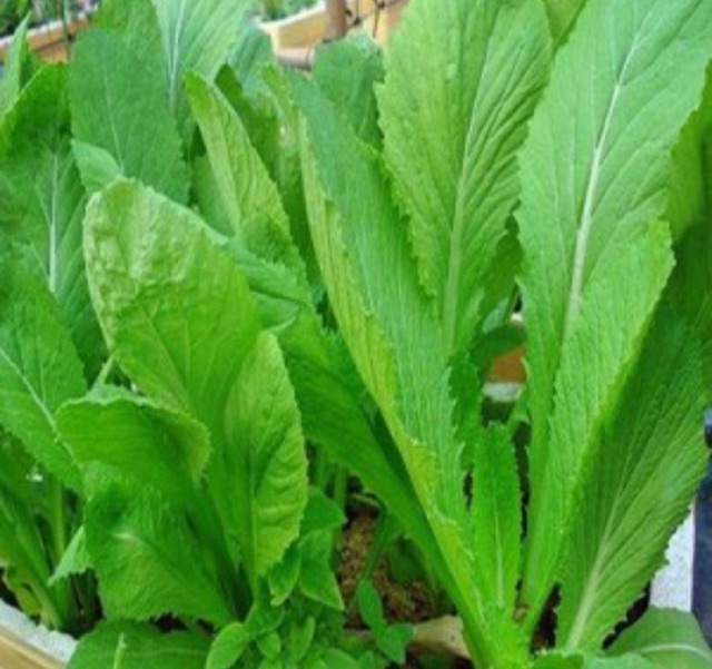 Hạt giống cải bẹ xanh mỡ 20 gram