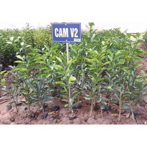 Cây Giống Cam Sành V2