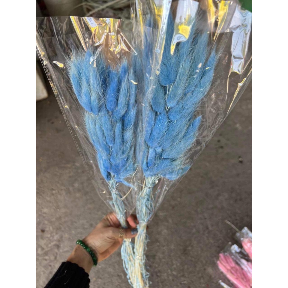 BÓ 50 CÀNH Hoa khô Lagurus Bunny Tails🌸BÔNG CỎ ĐUÔI THỎ/ CỎ LAU MỸ - HOA KHÔ ĐUÔI THỎ Decor, trang trí bó 50 bông