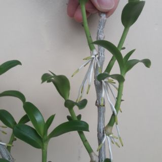 100g phân chì (chiết lẻ) tan chậm 13-11-11 ME