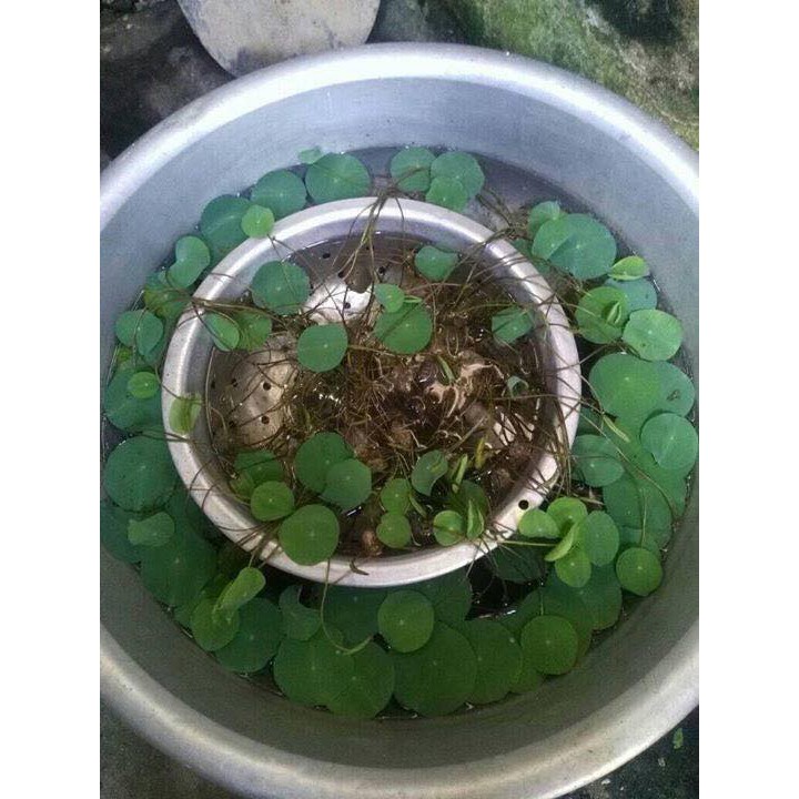 Phân Bón Chuyên Dùng Cho Hoa Sen Mini Nhật - Gói 500Gram