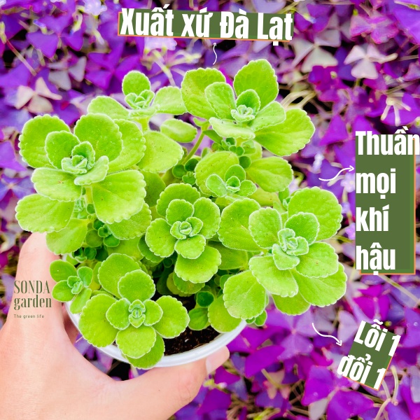 Sen thơm nhất mạt hương SONDA GARDEN size trung bình 10cm, xuất xứ Đà Lạt, khoẻ đẹp, lỗi 1 đổi 1