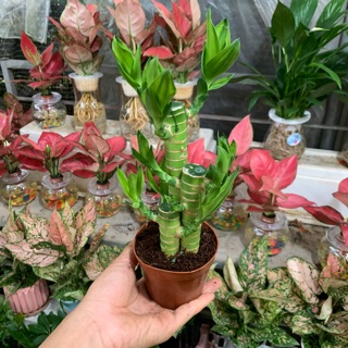 Cây phát lộc