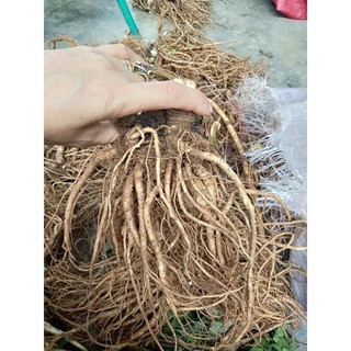 Sâm đương quy tươi nguyên củ (gói 2 củ 1kg)