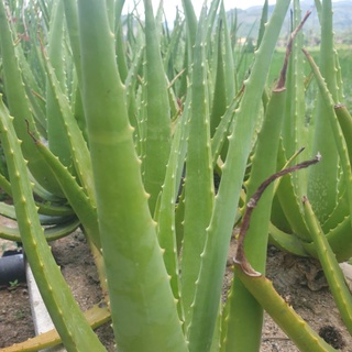 Nha Đam Giống (Cây Giống)