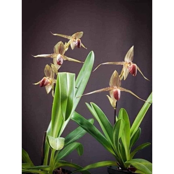 🍀HÀNG ĐẸP🍀Hoa Lan hài râu