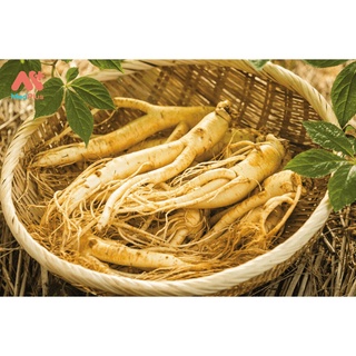 Hạt giống Nhân sâm Mỹ (gói 5 hạt)