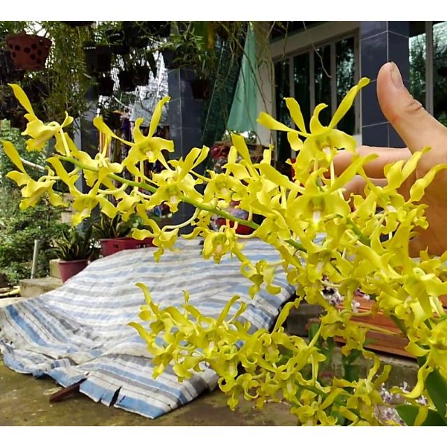 Denro nắng rồng vàng