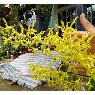 Denro nắng rồng vàng