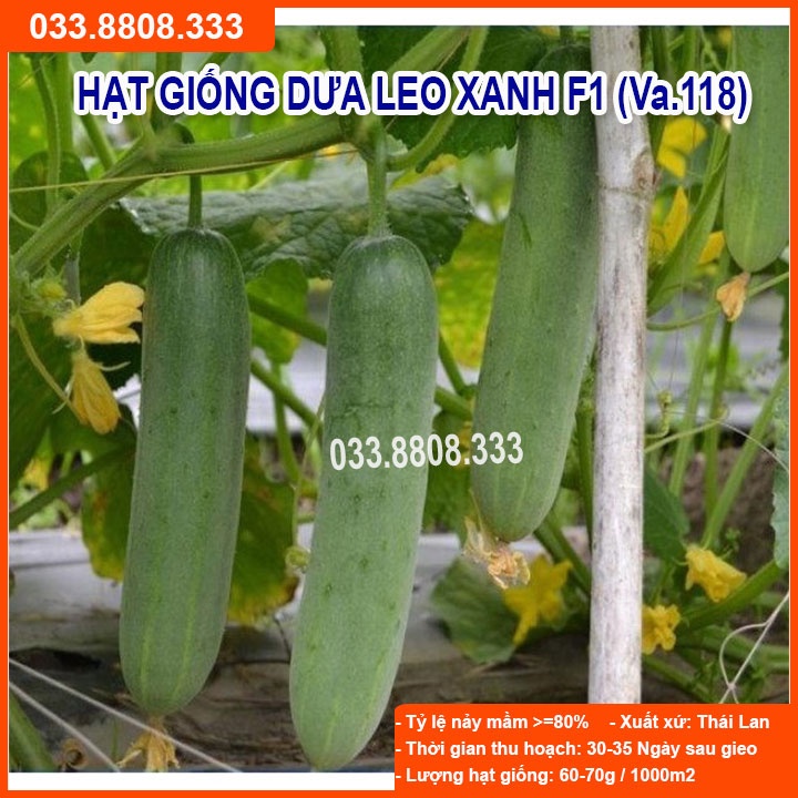 Hạt Giống Dưa Leo Xanh F1 (VA.118) 10gram-Dưa Quả Đẹp