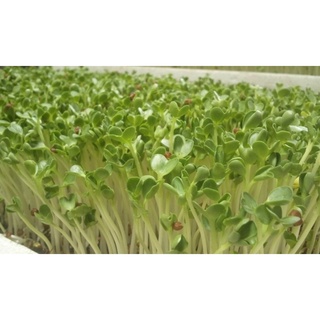 HẠT MẦM CỦ CẢI TRẮNG - GÓI 20 GRAM