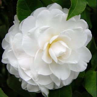 Cây hoa trà my trắng