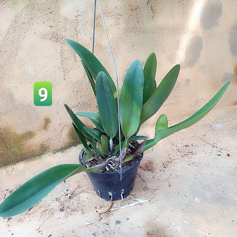 Hoa Lan Cattleya Nhật Thịnh trưởng thành sắp mèo đẹp rẻ