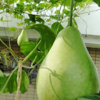 Hồ lô thon giống khổng lồ tặng 2 viên nén