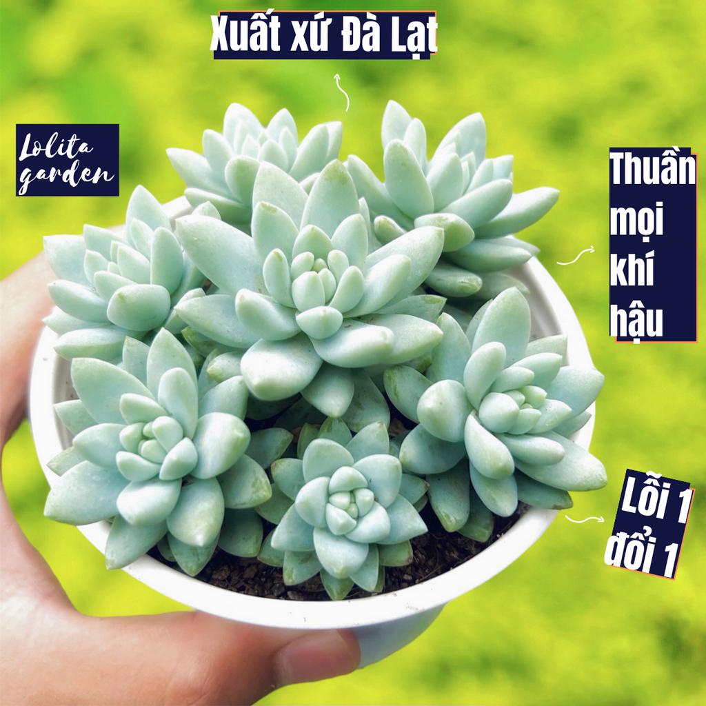 Sen đá chuỗi ngọc lam Đà Lạt size trung bình cây cảnh trang trí nhà cửa Lolita garden