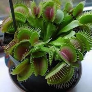 Hạt cây bắt côn trùng