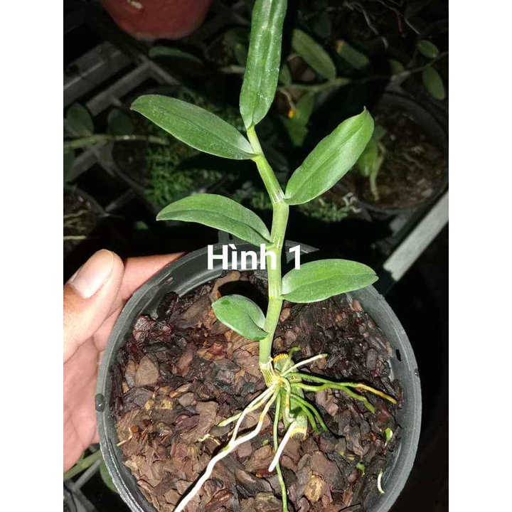 PHÂN DÊ BÓN CHO LAN ĐÓNG TÚI LƯỚI DÀI 20CM ĐÃ QUA XỬ LÍ