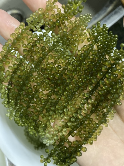 1kg rong  kèm chai sốt mè 180ml