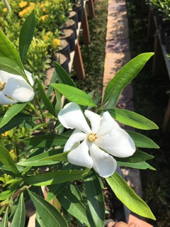 Cây hoa lài thái rất thơm
