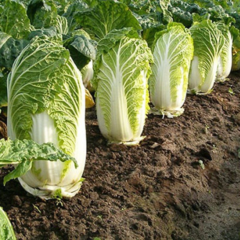 Hạt Giống Rau Cải Thảo 0,5g