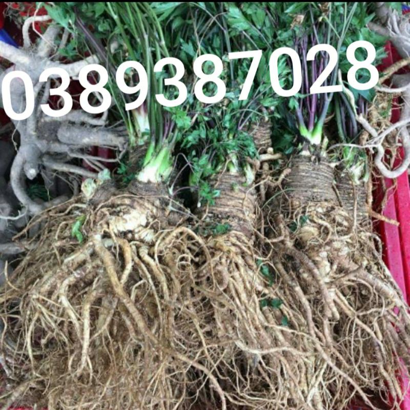2 cây giống sâm đương quy